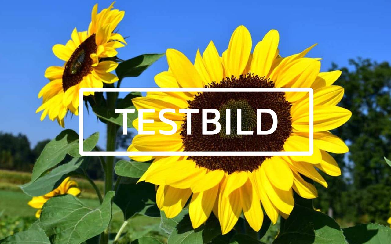 Es gibt im Moment in diese Mannschaft, oh, einige Spieler vergessen ihnen Profi was sie sind. Ich lese nicht sehr viele Zeitungen, aber ich habe gehört viele Situationen. Erstens: wir haben nicht offensiv gespielt. Es gibt keine deutsche Mannschaft spielt offensiv und die Name offensiv wie Bayern. Letzte Spiel hatten wir in Platz drei Spitzen: Elber, Jancka und dann Zickler. Wir müssen nicht vergessen Zickler. Zickler ist eine Spitzen mehr, Mehmet eh mehr Basler. Ist klar diese Wörter, ist möglich verstehen, was ich hab gesagt? Danke. Offensiv, offensiv ist wie machen wir in Platz. Zweitens: ich habe erklärt mit diese zwei Spieler: nach Dortmund brauchen vielleicht Halbzeit Pause. Ich habe auch andere Mannschaften gesehen in Europa nach diese Mittwoch. Ich habe gesehen auch zwei Tage die Training. Ein Trainer ist nicht ein Idiot! Ein Trainer sei sehen was passieren in Platz. In diese Spiel es waren zwei, drei diese Spieler waren schwach wie eine Flasche leer! Haben Sie gesehen Mittwoch, welche Mannschaft hat gespielt Mittwoch? Hat gespielt Mehmet oder gespielt Basler oder hat gespielt Trapattoni? Diese Spieler beklagen mehr als sie spielen! Wissen Sie, warum die Italienmannschaften kaufen nicht diese Spieler? Weil wir haben gesehen viele Male solche Spiel! 